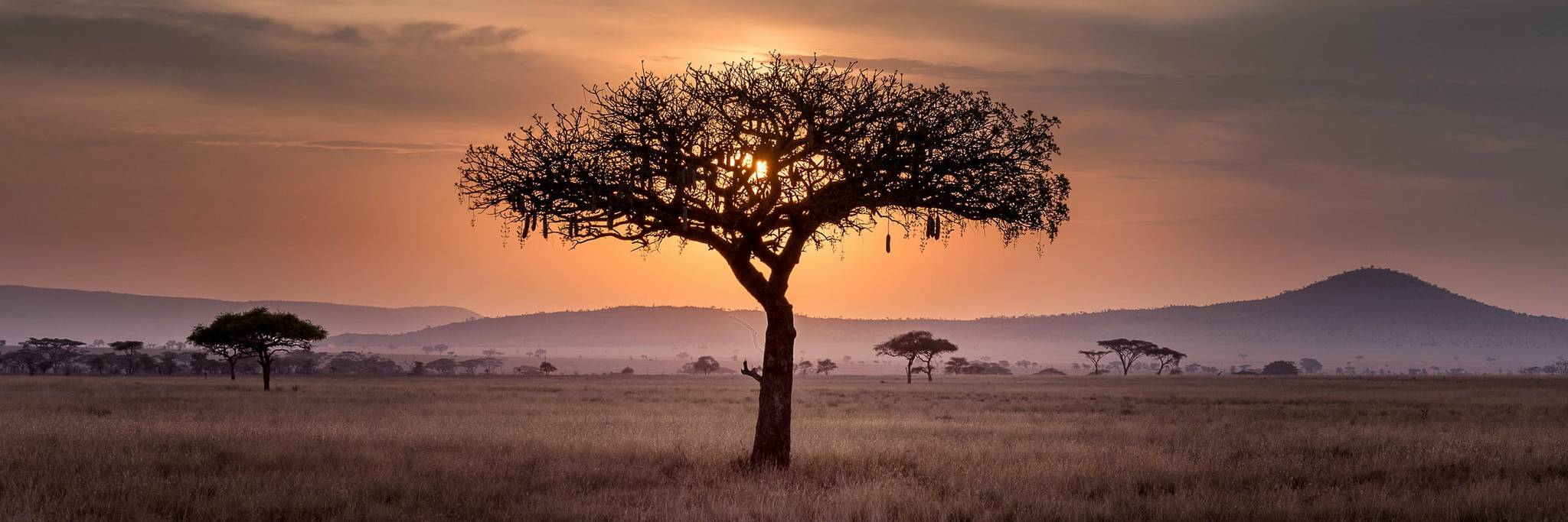 Die Serengeti bei Sonnenuntergang. Im Vordergrund ein einzelner Baum, dahinter weite Steppe. Am weit entfernten Horizont sind Berge zu sehen.